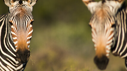 Mountain zebra © tomjunek.com
