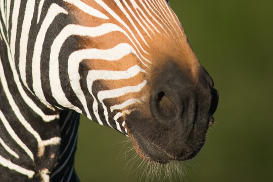 Mountain zebra