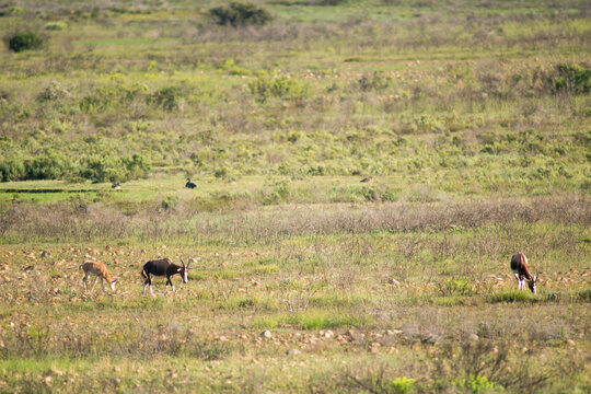 bontebok