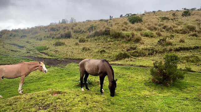 Two Horses Grazing In Rainy Meadow (Cotopaxi National Park, Ecuador)