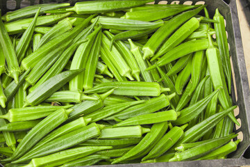 Fototapeta premium Fresh Green Okra Pods Freshly Picked from Plantation - High Quality Organic Vegetables in Wooden Crate