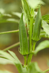 Fresh Green Okra Pods Growing on Plant with Water Droplets - Healthy Vegetable Agriculture