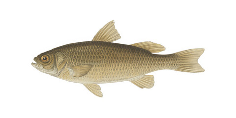 Of a fish animal aquatic scales fins