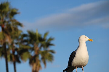 Obraz premium Sea Gull and Palms Lookout I