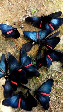 op view of group of Red-rimmed Wall butterflies (Biblis hyperia) with black wings and vibrant red stripes resting on ground in tropical forest