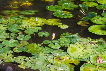 High Angle View of Water Lily Leaves and a Single Bud on a Dark Pond