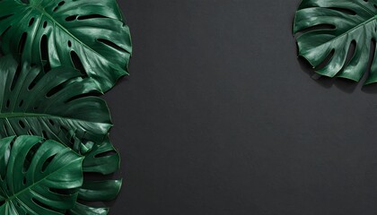 Ciemnozielone liście monstery obramowujące ciemne tło, idealne do kompozycji botanicznej i tła.