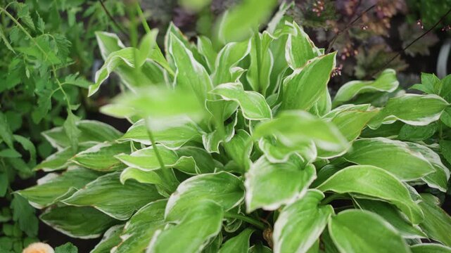 Bright variegated hosta leaves closeup showing dense rosette with whiteedged margins, crisp texture and layered foliage in sunlit backyard bed, botanist study angle capturing fresh spring growth