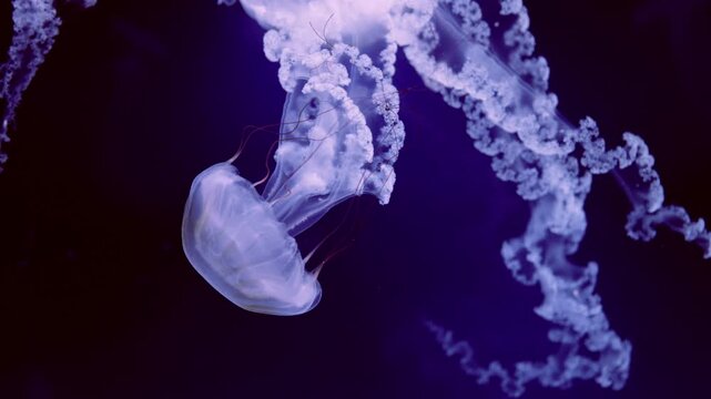 Beautiful jellyfish (carybdea brevipedalia) floating in the aquarium on the black background
