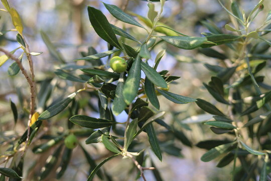 olive tree branch