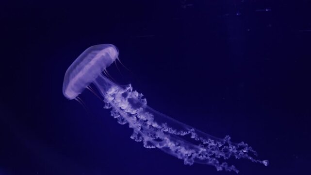 Beautiful jellyfish (carybdea brevipedalia) floating in the aquarium on the black background