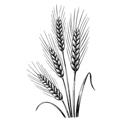 Fototapeta premium Hand drawn vector illustration of wheat isolated on white background in retro style agricultural design