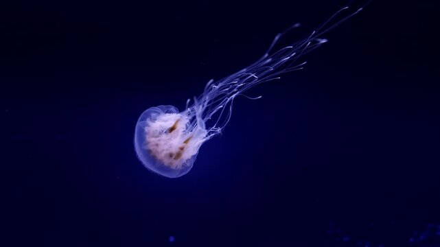 Beautiful jellyfish floating in the aquarium on the black background