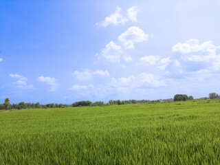 Obraz premium Green Rice Paddies Field Under Blue Sky on Cool Summer Morning in July