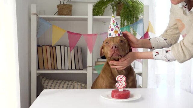 Woman puts a party hat on a dog. Colorful decorations in the background. Celebratory scene for pet birthday, social media, veterinary marketing campaigns. Companionship between human and pets