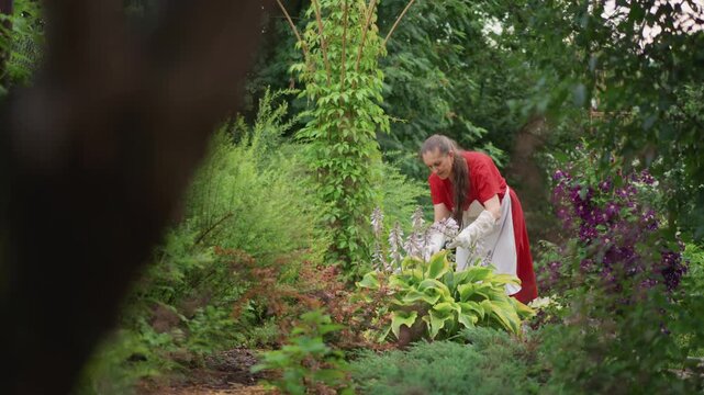 White woman volunteer bending to prune hosta and trim foliage, gloved hands at work among purple blooms, focused maintenance in green border, intimate gardening ritual, patient careful motion