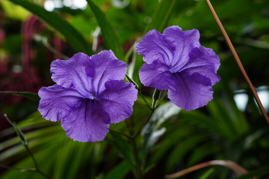 Flores Roxa no Jardim Beldade Florescer