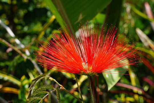 Caliandra Vermelha Flores no Jardim Beldade Florescer
