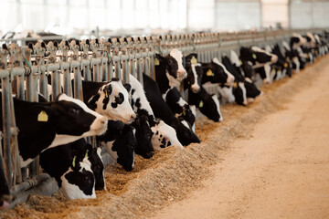 Holstein cows feeding in modern dairy farm barn with advanced management techniques
