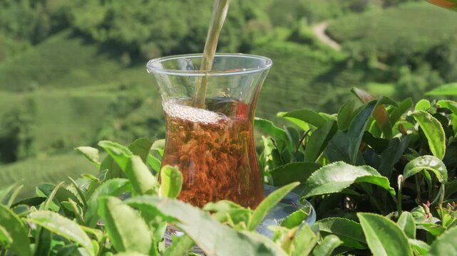 Black Turkish tea pouring into glass cup at tea plantation close-up