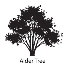 Fototapeta premium Alder tree silhouette with dense foliage isolated on white background, black vector illustration
