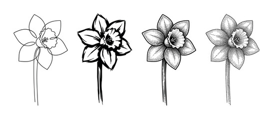Obraz premium Set of four black daffodil flower illustrations in different artistic styles including line art, brush stroke, vintage engraving, and stippling, showing a creative botanical collection