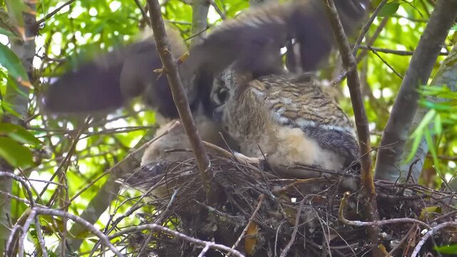 Baby owl in nest flapping wings learning to fly in a tree