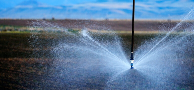 Farming Sprinklers in Field Irrigation and Watering of Crops Piv