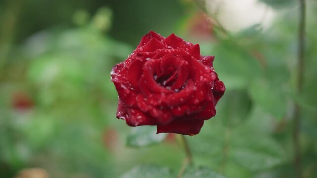 Closeup red rose with dew, vibrant crimson petals dotted with glistening droplets, soft green bokeh background, gentle morning light, serene romantic atmosphere in cultivated garden.