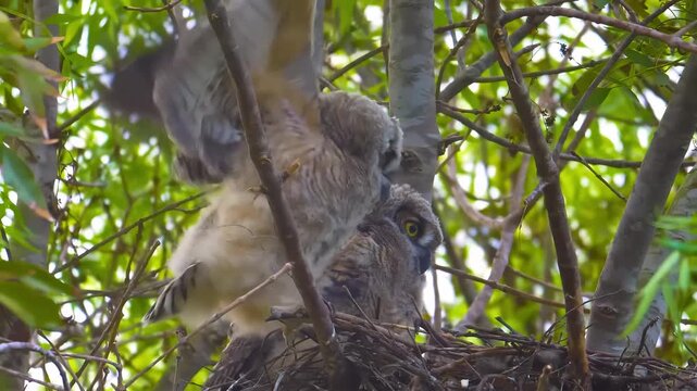 Baby owls in nest flapping wings learning to fly in a tree