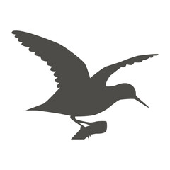 Obraz premium Sandpiper flying silhouette
