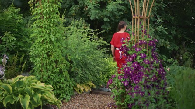 Woman in red dress wanders pebble path through lush cottage garden, pauses by purple clematis on wooden trellis morning sunlight dapples hosta leaves, gardener in contemplative stroll, calm vibrant