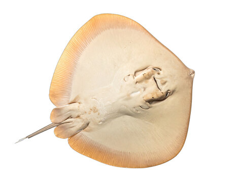 Close-up studio photograph of the ventral side of a smooth stingray against a black background.