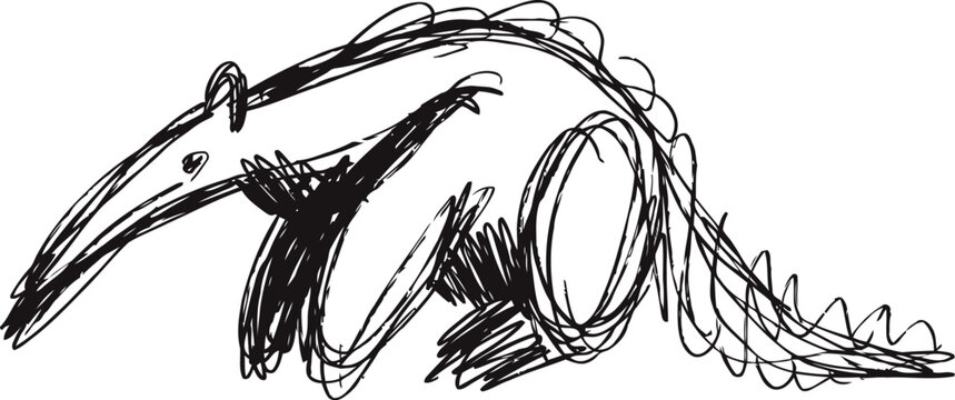 Hand drawn anteater illustration simple black ink sketch of animal in dynamic pose on white background