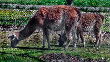 Fototapeta premium Two red llamas grazing on the lawn. Latin name - Lama glama