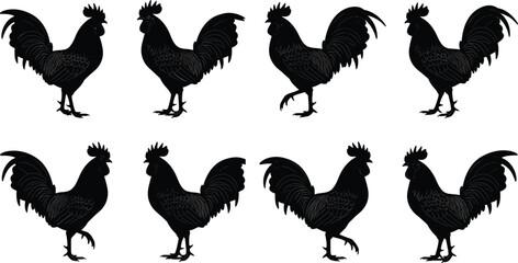 Rooster silhouettes collection, detailed farm chicken cockerel in standing and walking poses black vector illustration isolated on white background © MstMousumi