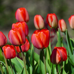Fototapeta premium Colorful Floral Display of Red Tulips Against Blurred Green Background