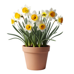 Daffodils in a terracotta pot isolated on transparent background