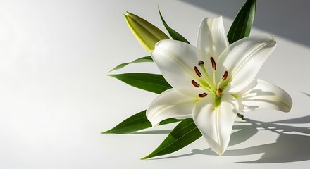 Fototapeta premium Close up of a beautiful white lily flower with green leaves