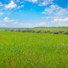Obraz premium Vast green wheat field under a bright blue sky with white clouds.
