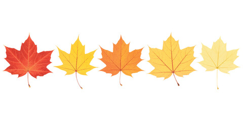 Fototapeta premium Five maple leaves glow in autumn hues.Autumn leaves in gradient hues of red, orange, and yellow.