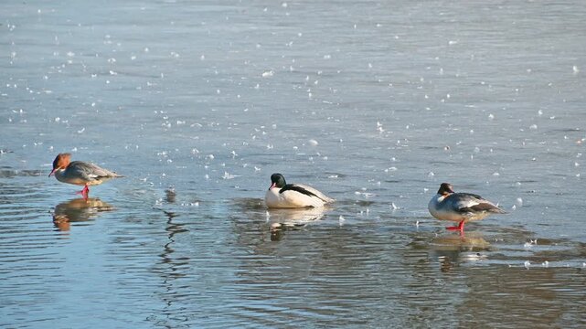 Three mergansers resting and swimming near icy lake edge in winter morning sunlight