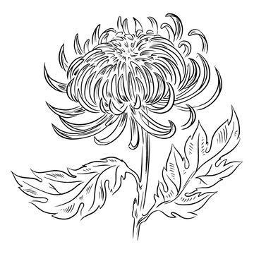 Nice crysanthemum flower drawn