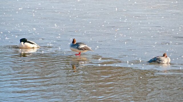 Three mergansers resting and swimming near icy lake edge in winter morning sunlight