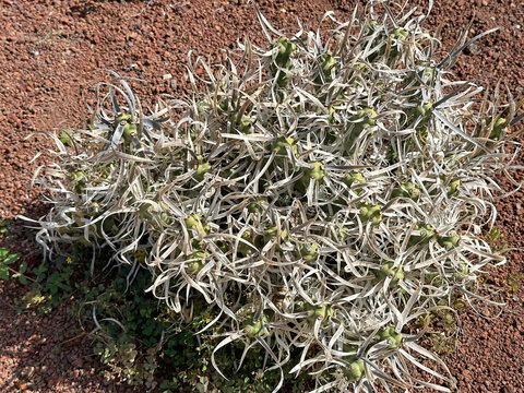 Paper Spine Cactus (Tephrocactus articulatus) in the park