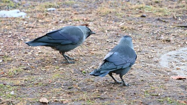 Two jackdaw crows pecking and foraging on damp park ground with muddy patches during overcast winter morning