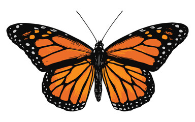 Fototapeta premium Detailed illustration of a monarch butterfly with vibrant orange and black wings on a white background