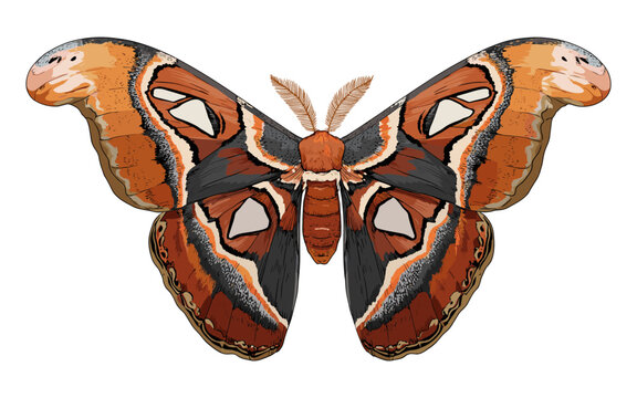 Detailed illustration of a large Atlas moth with intricate patterns and eye spots on its wings