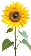 Obraz premium realistic sunflower botanical photography with clean white background for print digital and commercial use