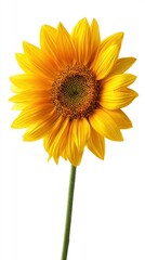 Naklejka premium bright yellow sunflower isolated on white background detailed garden flower for summer decoration and botanical design